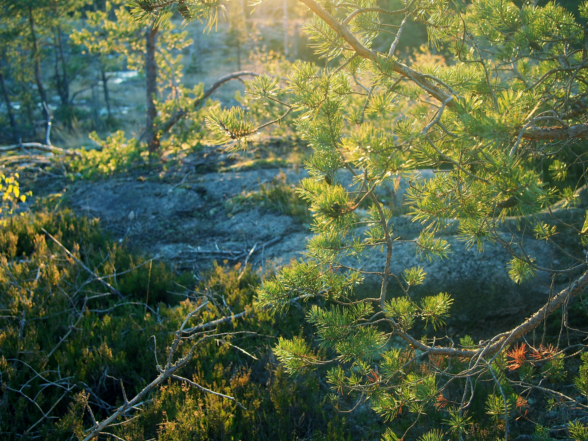 Espoon uutiskatsaus 19.–25.11.2025: budjettisopu, mikroliikennelupa ja kouluinvestoinnit – poliisi tutkii Nöykkiön henkirikosta (10 poimintaa)