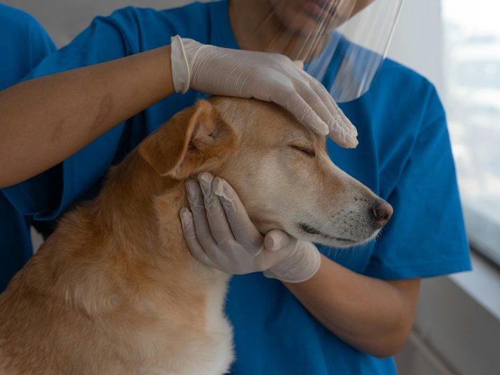 Kaupungineläinlääkärin hinnat muuttuvat Espoossa – mitä lemmikinomistajan kannattaa tietää?