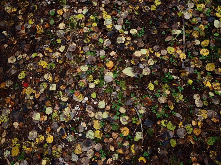 Kaupunkijohtajat tiivistävät luontokadon torjuntaa – Espoon Luontofoorumin linjauksille jatkoa