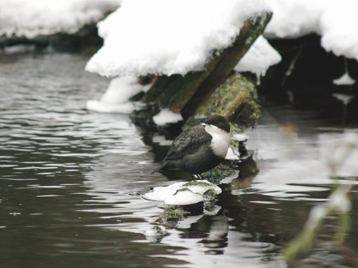 Nuuksion talvipolut ovat suosittuja, mutta kunnossapitoa ei ole – turvallisuus syntyy varautumisesta
