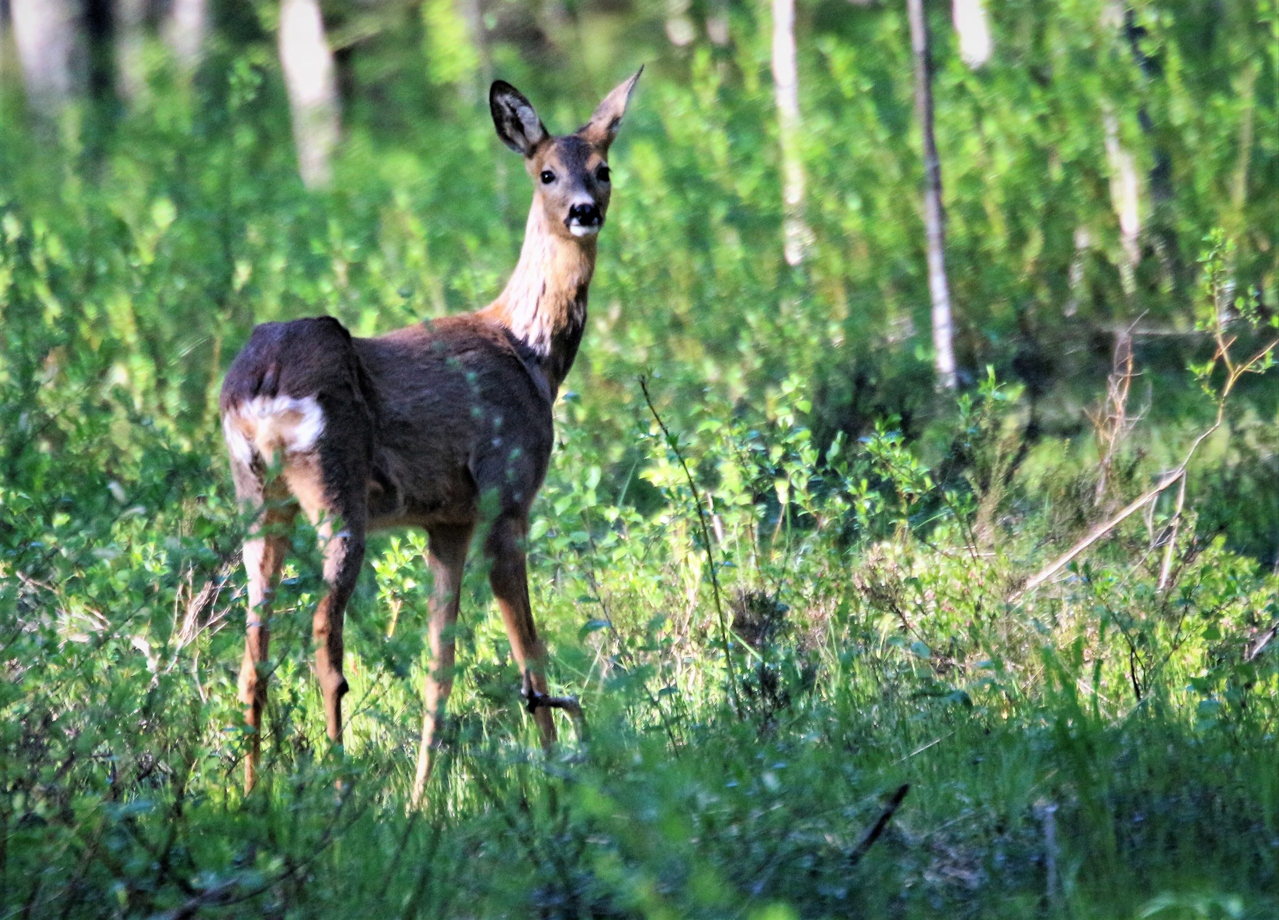 Kauriit syövät istutushalua – espoolaisääni nostaa esiin pihapulan ja suojauksen hinnan