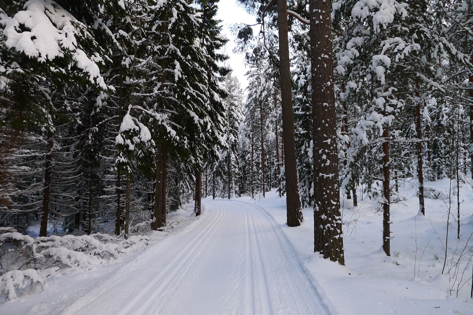 Kansallinen hiihtopäivä näkyi Espoon ladulla – valaistus ja latuverkko madalsivat kynnystä