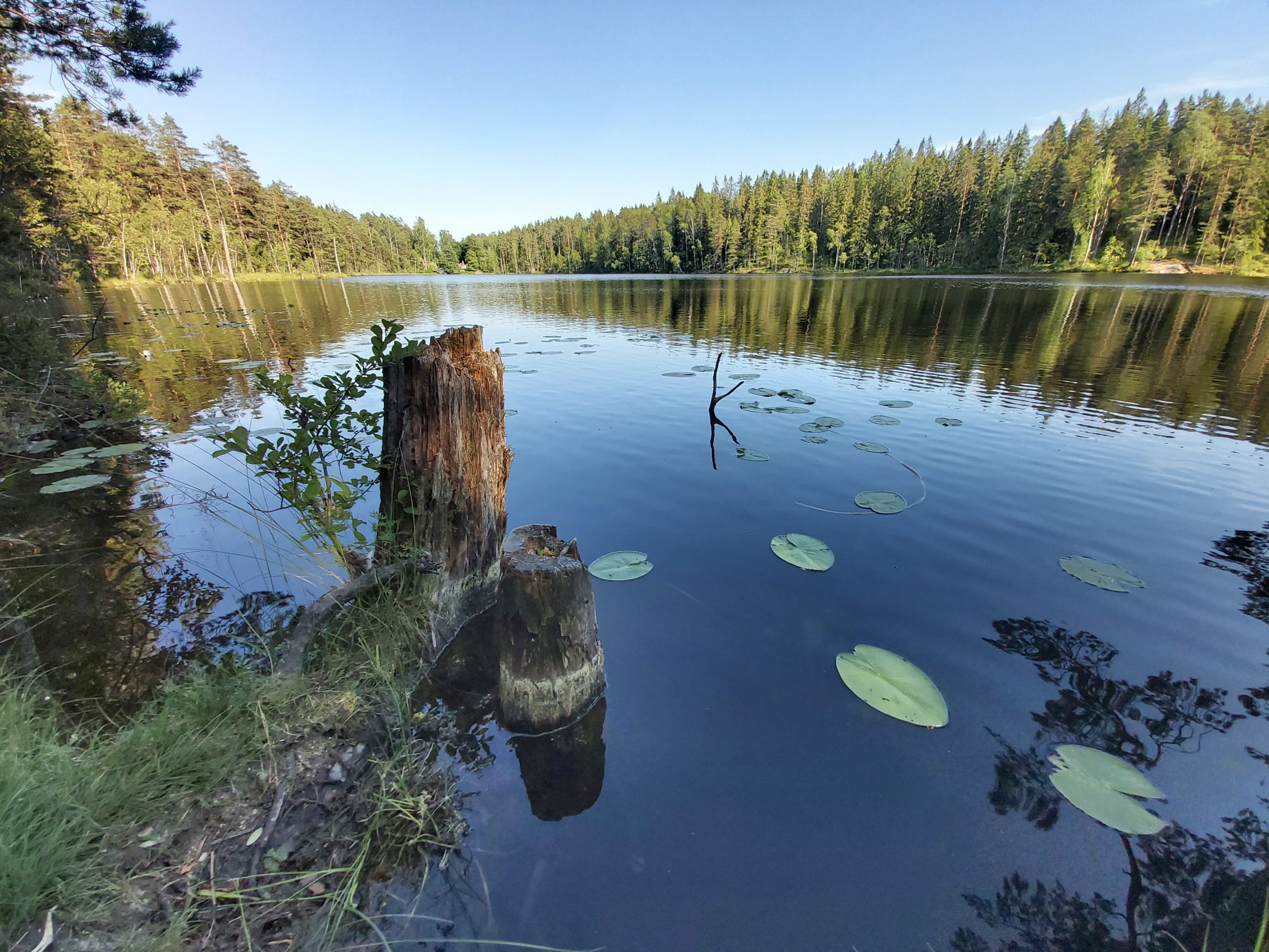 Kevätseurannan juhlavuosi antaa Espoolle harvinaisen hyvän luontouutisen