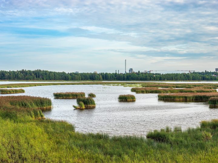 Espoo sai neljä uutta luonnonsuojelualuetta – suojeltu pinta-ala kasvoi 69 hehtaarilla