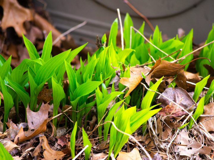 Kaikkea ei tarvitse haravoida pois – HSY muistuttaa maltillisesta pihanhoidosta Espoossa
