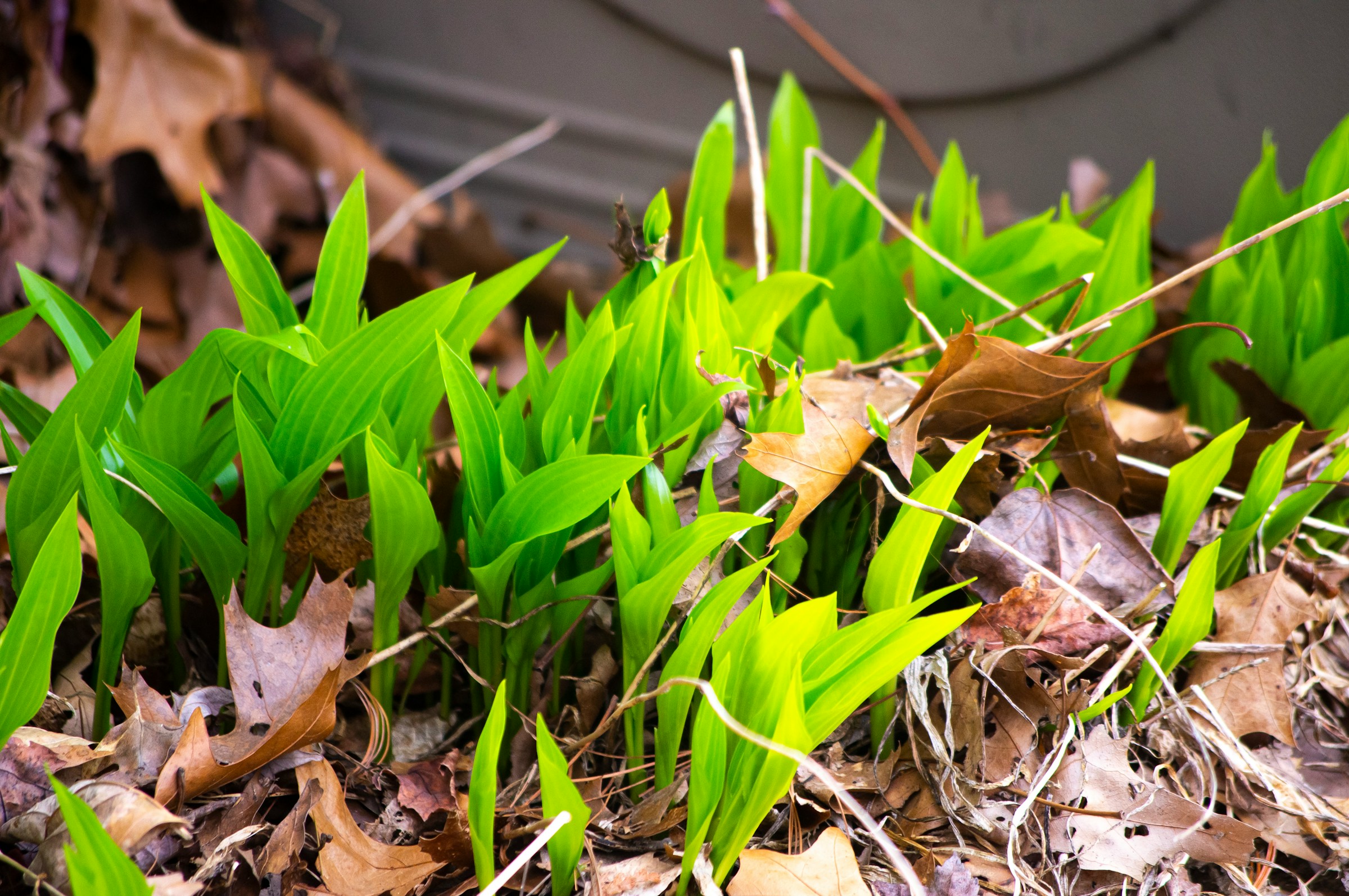 Kaikkea ei tarvitse haravoida pois – HSY muistuttaa maltillisesta pihanhoidosta Espoossa