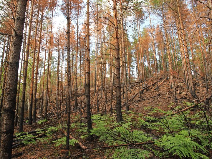 Maastopalovaroitus koskee Espoota lämpimänä viikonloppuna – avotulen teko on kielletty