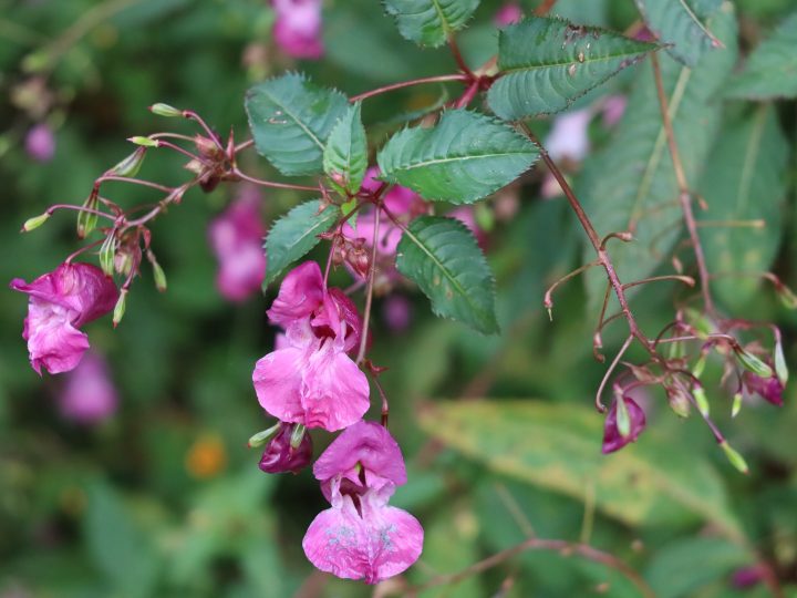 Espoo vauhdittaa vieraslajien torjuntaa – asukkaita kutsutaan mukaan lähiluonnon suojeluun