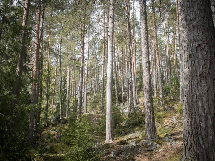 Espoo muistuttaa tonttirajoista: puistot ja lähimetsät eivät ole yksityistä pihaa