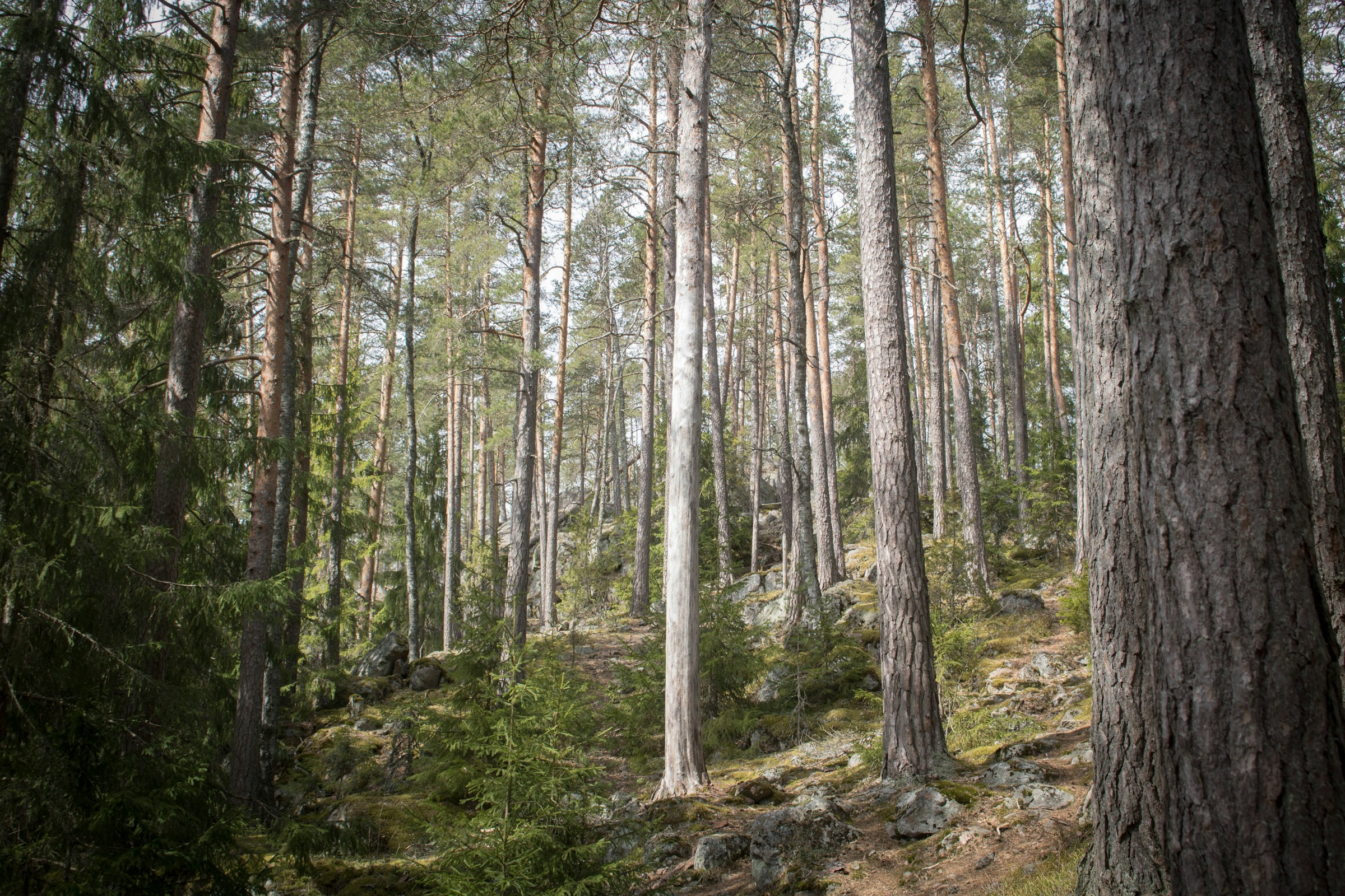 Espoo muistuttaa tonttirajoista: puistot ja lähimetsät eivät ole yksityistä pihaa