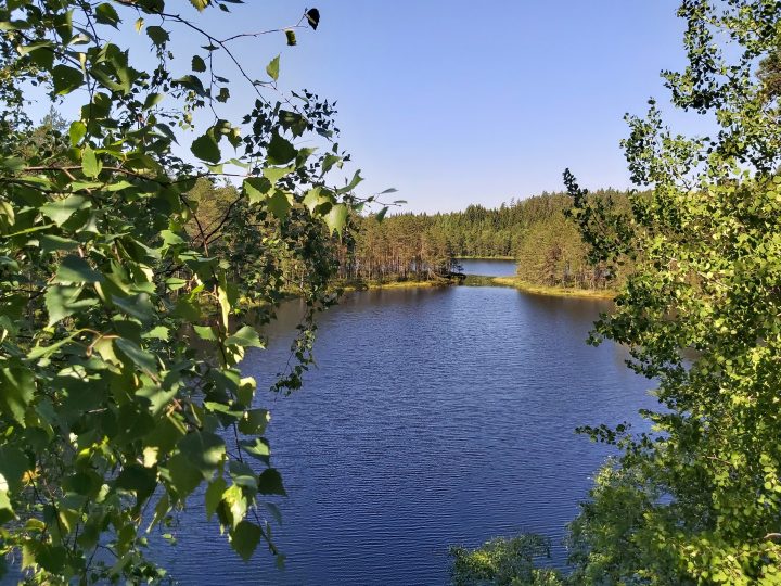 Nuuksiossa tehtiin ennallistamispoltto – hallittu tuli auttaa metsälajeja