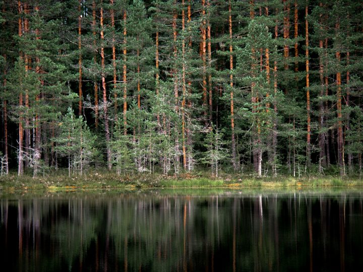 Nuuksion ruuhkista muistutettiin 7.6.2026 – Espoon lähiluontoon löytyy rauhallisempi rytmi