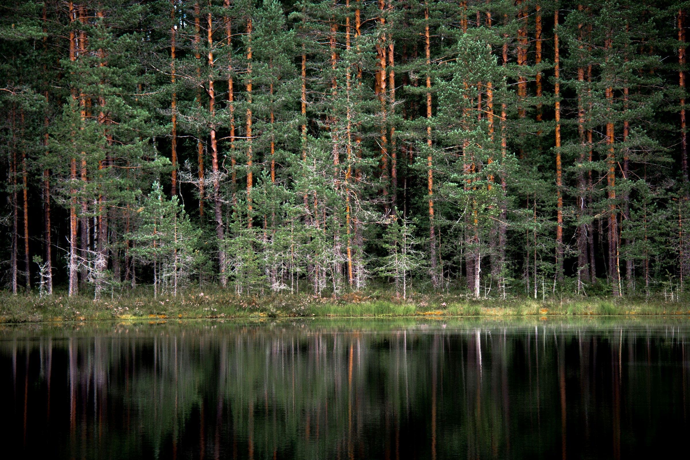 Nuuksion ruuhkista muistutettiin 7.6.2026 – Espoon lähiluontoon löytyy rauhallisempi rytmi