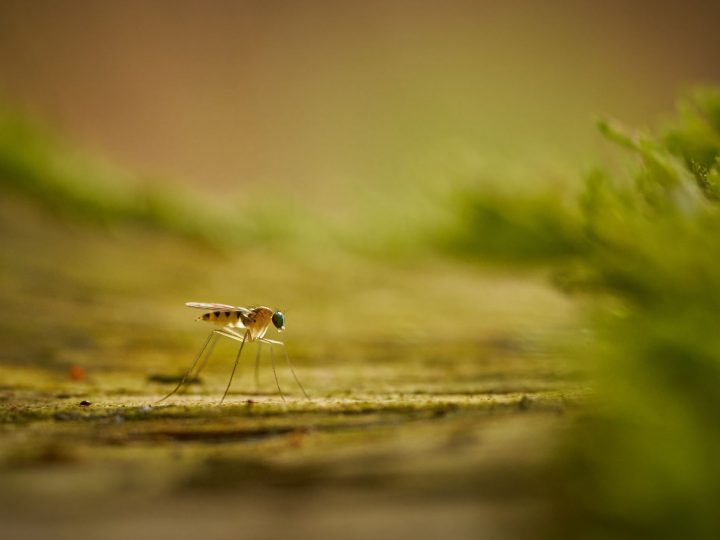 Tukes-numero ratkaisee hyttyskarkotteen hyväksynnän – verkkotilaus vaatii tarkkuutta