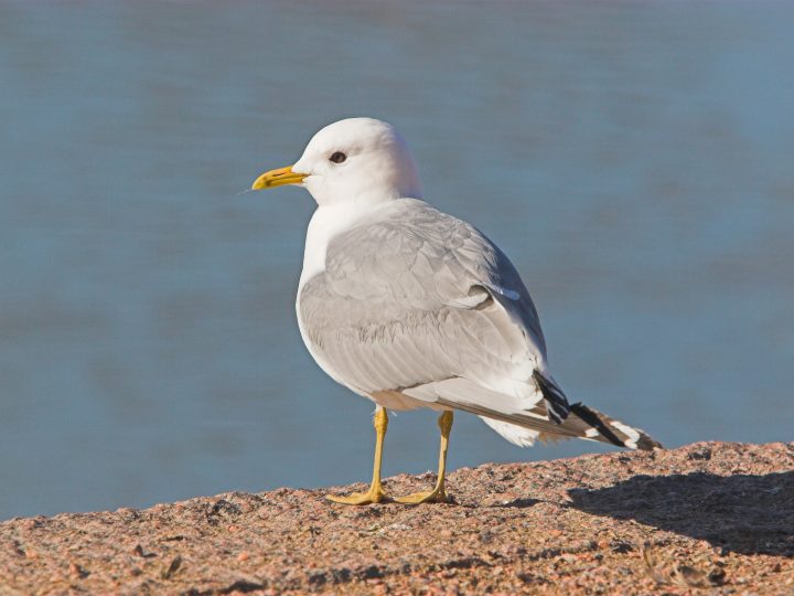 Oittaan lokkipelastus muistuttaa siimojen vaarasta luonnossa