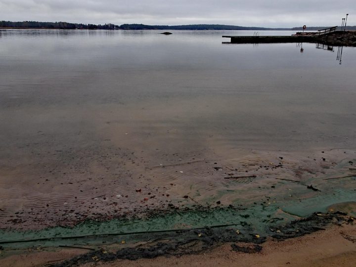 Sinilevätilanteen seuraaminen helpottuu Espoon rannoilla