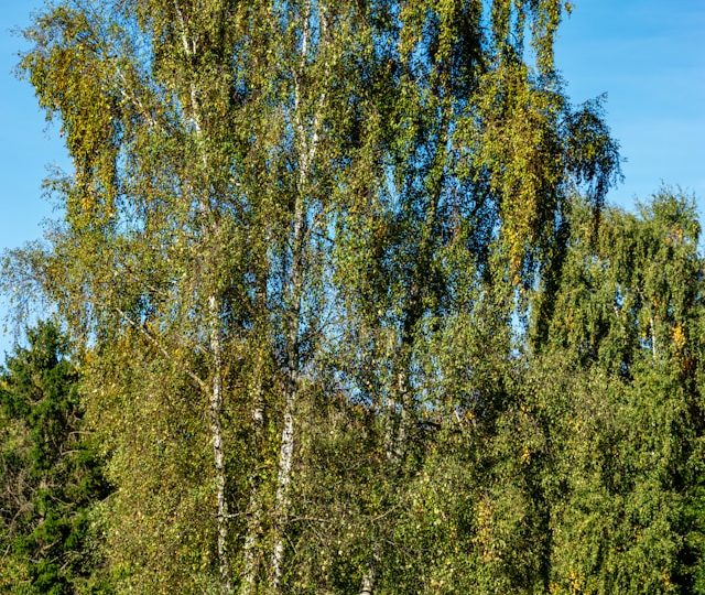 Koivujen harvenneet lehdet päätyivät tutkijoiden seurantaan