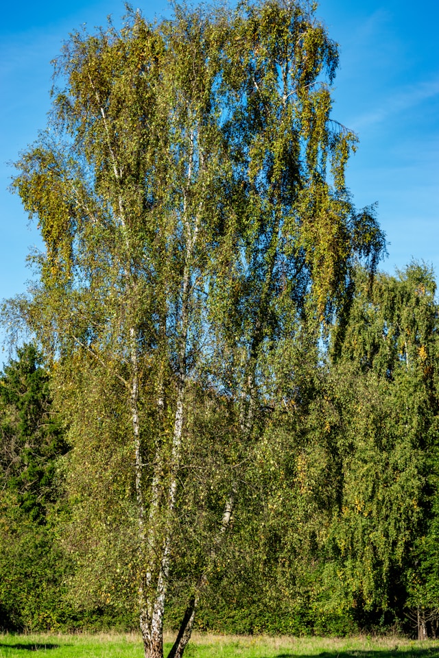 Koivujen harvenneet lehdet päätyivät tutkijoiden seurantaan