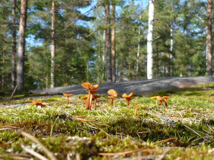 Metsästä tuli osa päiväkotipäivää – henkilöstön idea kasvoi Nöykkiönniityssä yhteiseksi tavaksi