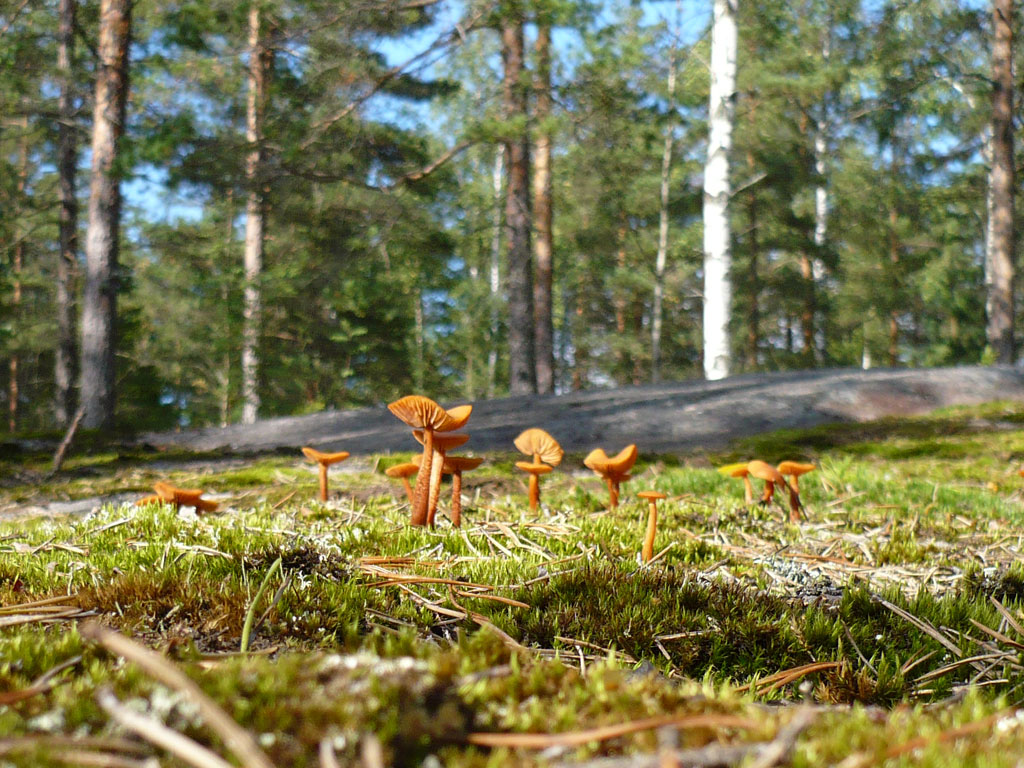 Metsästä tuli osa päiväkotipäivää – henkilöstön idea kasvoi Nöykkiönniityssä yhteiseksi tavaksi