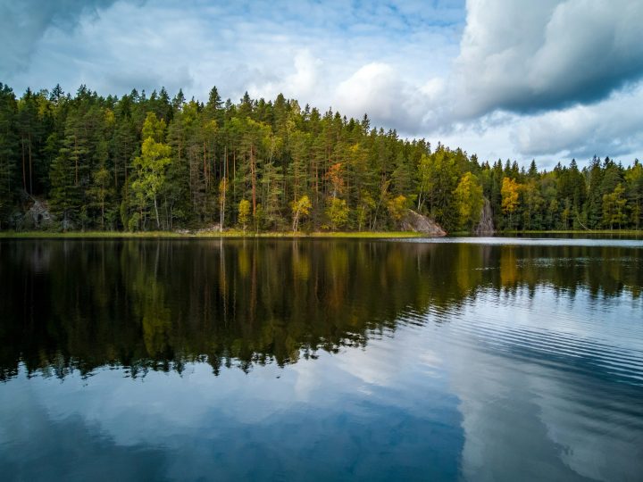 Laajat suojelualueet hidastavat pohjoisten lintujen taantumista