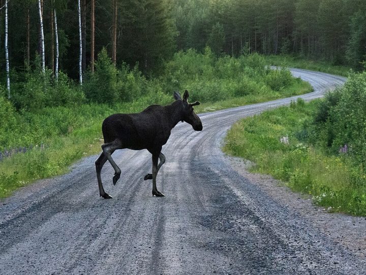 Hirvikolarit lisääntyivät viidenneksen kahdessa vuodessa
