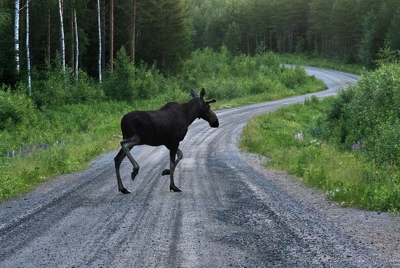 Hirvikolarit lisääntyivät viidenneksen kahdessa vuodessa