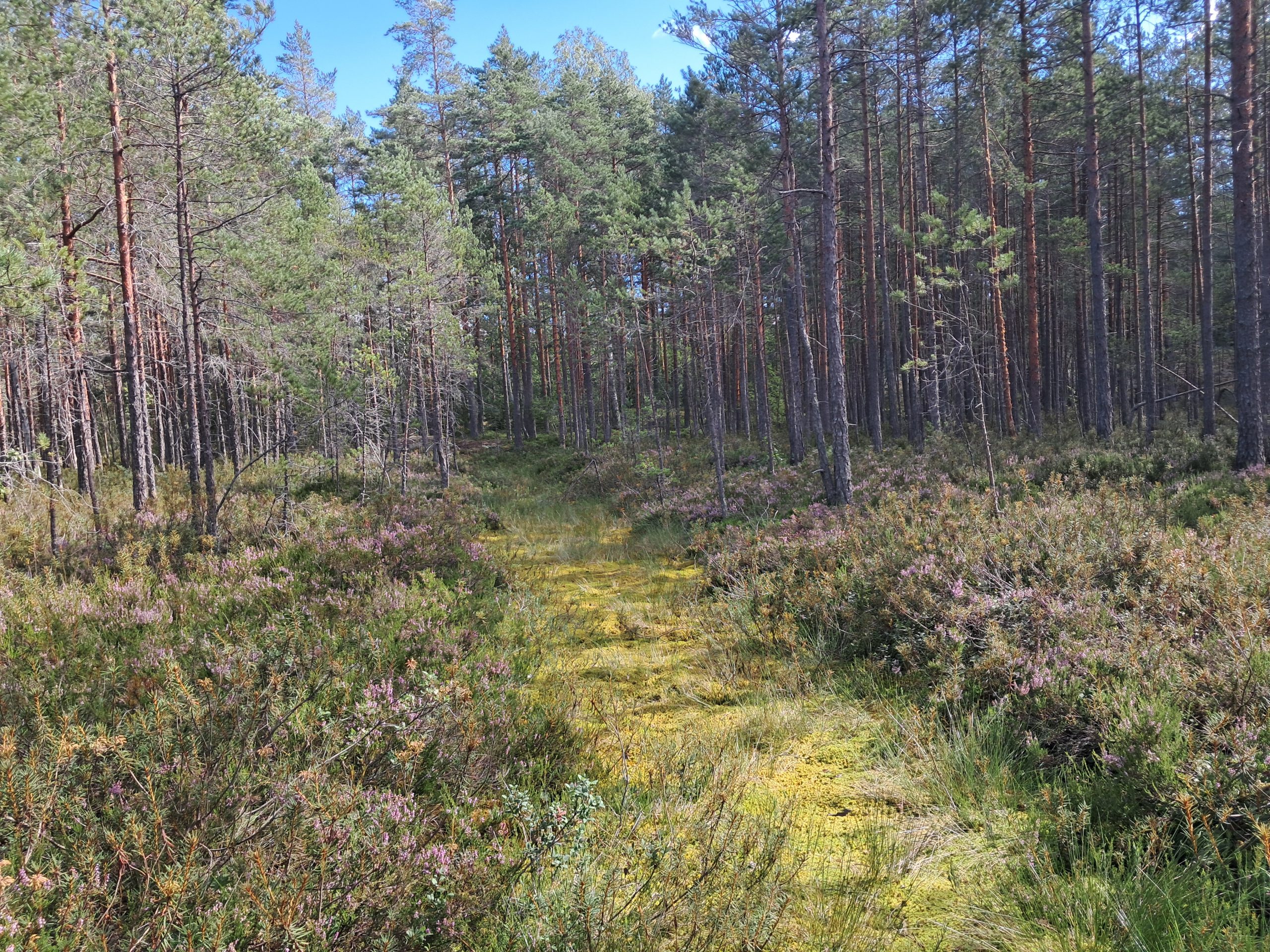 Gillermossenin suota ennallistetaan Velskolassa – työt alkavat lokakuun lopussa