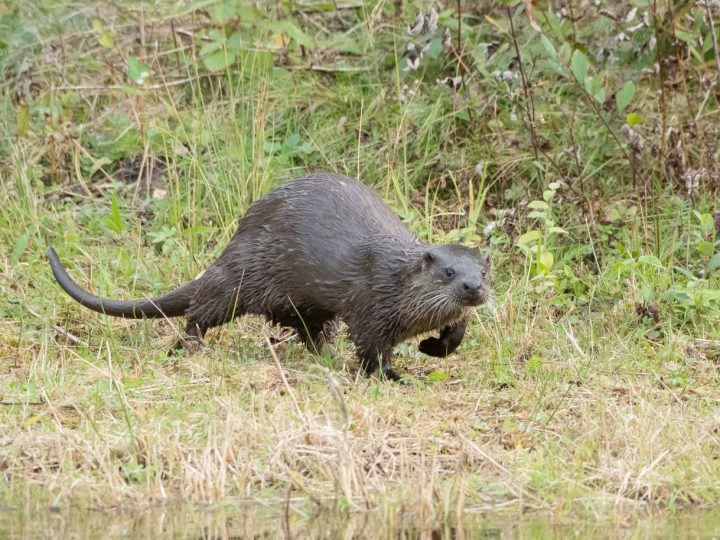 Saukko viihtyy Espoon virtavesissä, mutta kaupunki tuo vaaroja